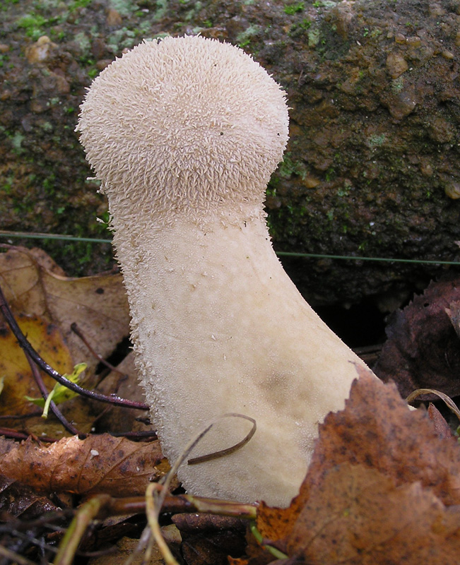 Lycoperdon excipuliforme